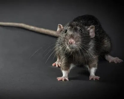 Rodent, one of the pests Griggs & Browne controls