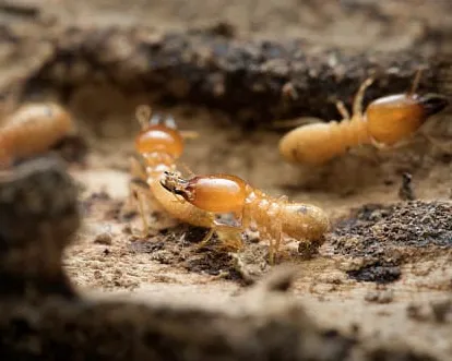 Termites in soil